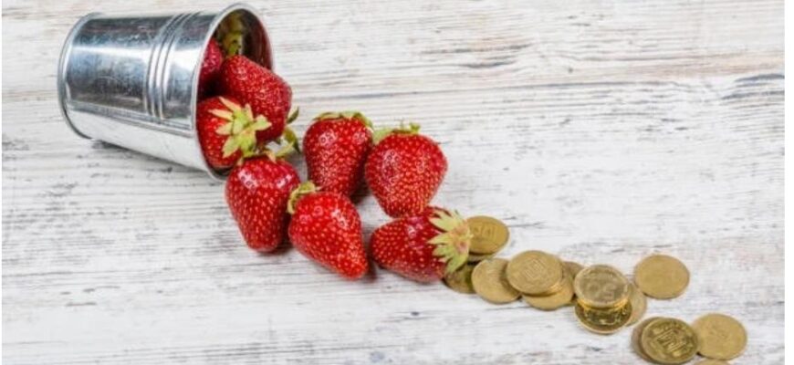 Клубника оптом: как закупать выгодно и без потери качества